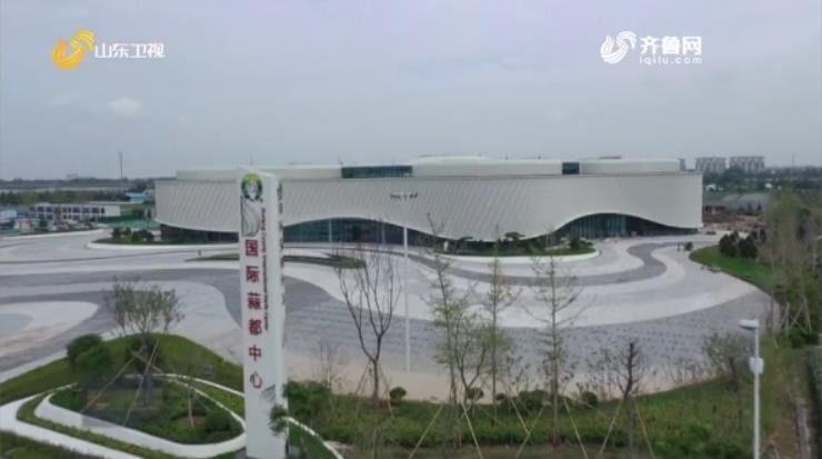 金乡大蒜最新价格信息,金乡大蒜最新价格信息及其市场影响