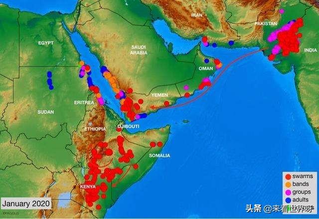 蝗虫灾害最新动态，沙漠冒险揭示意外真相