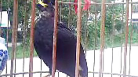 最新鹩哥说话视频教材,探索背景、影响与地位